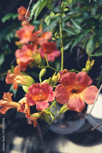 여름 능소화 꽃 나무