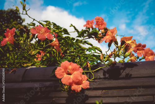 여름 능소화 꽃 나무