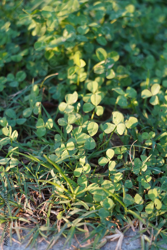 세잎클로버밭