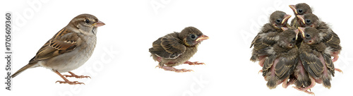 Adorable baby sparrows huddle together, showcasing growth from one chick to a close-knit group