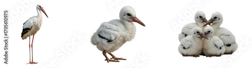 Delightful stork family portrait, majestic adult with fluffy young chicks, pure innocence and nature's charm