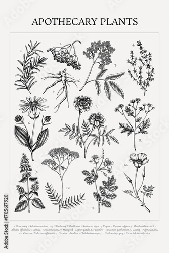 Medicinal plant sketches collection. Healing herbs hand-drawn vector illustrations. Apothecary vintage poster design. NOT AI generated