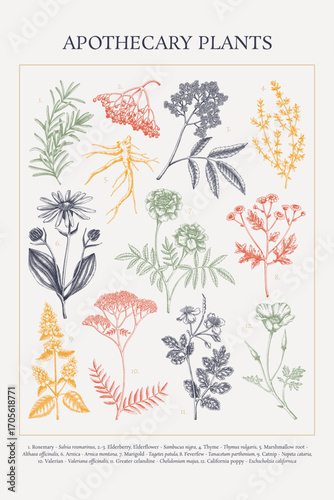 Medicinal plant sketches collection. Healing herbs hand-drawn vector illustrations. Apothecary vintage poster design. NOT AI generated