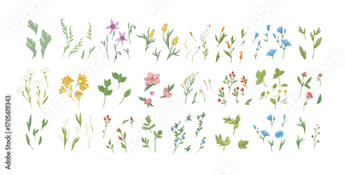 Floral set with colorful wild flowers and elegant branch. Botanical foliage for wedding invitation or wall art. Vector illustration