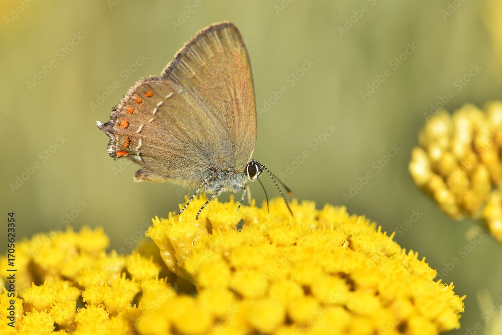 Fototapeta premium Papillon sur fleur jaune en Provence, macro nature estivale