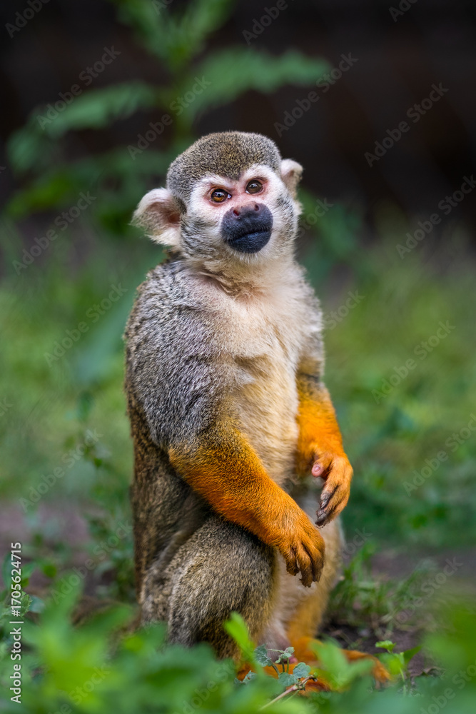 Obraz premium Totenkopfäffchen