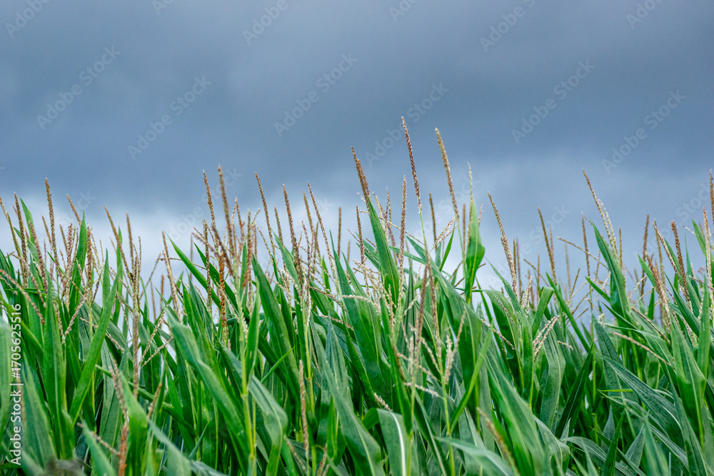 Obraz premium A green cornfield under a dark and dramatic stormy sky, Stormy Weather