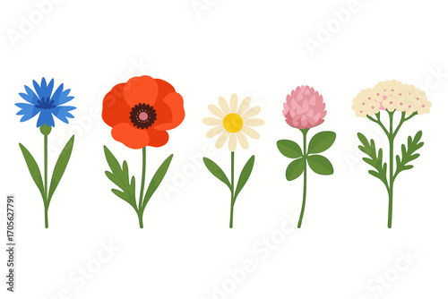 Assorted wildflowers: poppy, cornflower, daisy, clover, yarrow on white