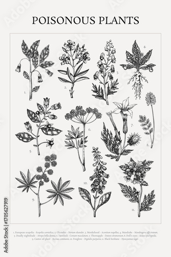 Poisonous plant hand drawn vector illustrations. Witch herbs in sketch style. Apothecary vintage poster design. NOT AI generated