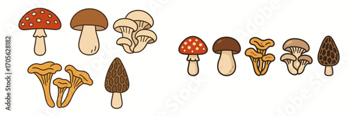 Diverse set of wild forest mushrooms featuring fly agaric, boletus, chanterelle, and morel varieties