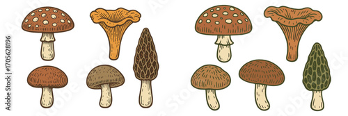 Diverse group of forest mushrooms featuring chanterelles, morels, and other common fungi species, a natural collection