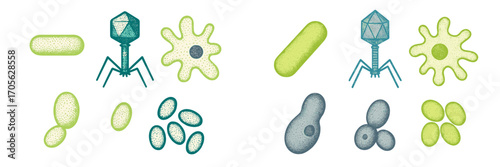 Detailed set of microorganisms featuring bacteria, viruses, amoebas, and yeast for biology and science education