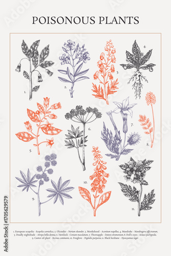 Poisonous plant hand drawn vector illustrations. Witch herbs in sketch style. Apothecary vintage poster design. NOT AI generated