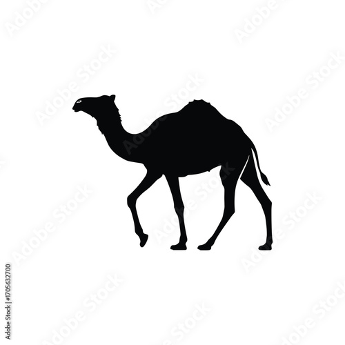 Dromedary Camel Silhouette Walking on home Dune Vector