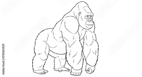 A powerful primate stands on a white background in this illustration.