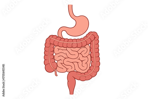 Digestive system outline icon set. human anatomy, organs icons collection