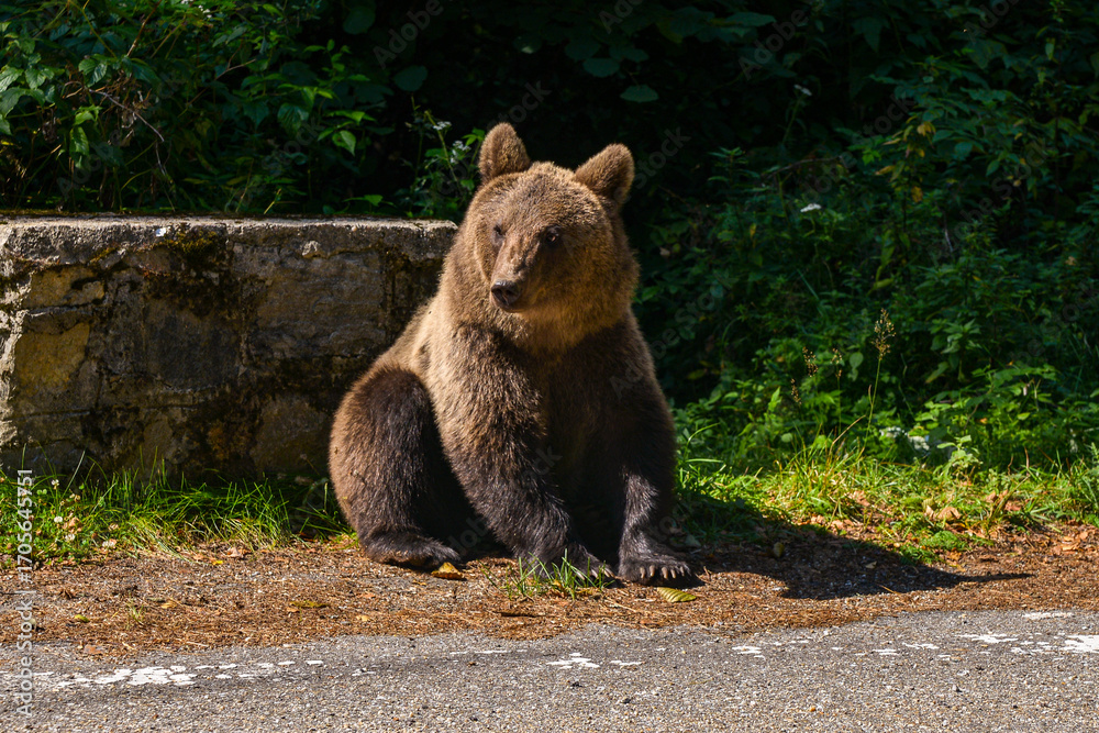Fototapeta premium series of photos of a brown bear in the wild near a highway