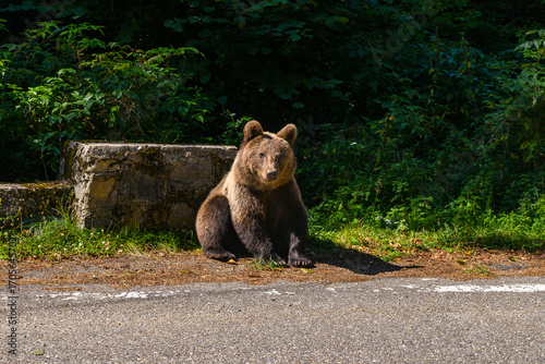 series of photos of a brown bear in the wild near a highway