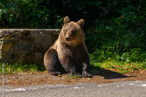 series of photos of a brown bear in the wild near a highway