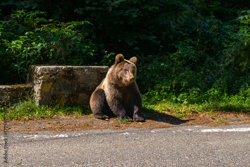 series of photos of a brown bear in the wild near a highway