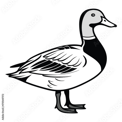 duck isolated on white