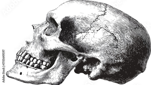Detailed Human Skull Woodcut Engraving Vector Illustration
