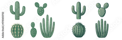 Diverse collection of desert cacti plants featuring various shapes and textures, including saguaro, prickly pear, and barrel cactus, isolated on a clean white background