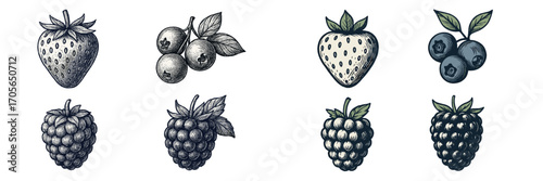 Detailed botanical collection of fresh garden berries including strawberries blueberries and raspberries in vintage engraved style