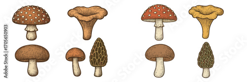 Detailed vintage style collection of diverse edible and poisonous forest mushrooms for botanical and nature designs