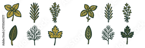 Assortment of fresh culinary herbs and aromatic spices including basil rosemary thyme dill parsley and sage