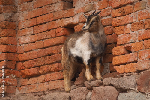 Wallpaper Mural Koza stojąca na kamiennym murze Torontodigital.ca