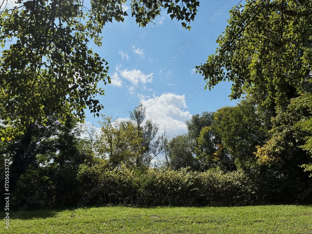 Fototapeta premium Forest clearing.
