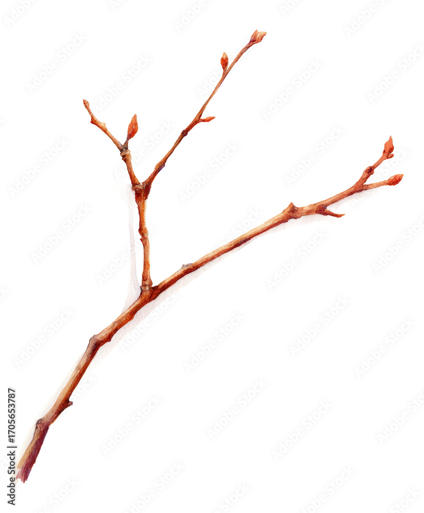 Fototapeta premium Watercolor a bare tree branch with small buds isolated on transparent background