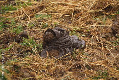 Wallpaper Mural Kupa krowy na sianie Torontodigital.ca