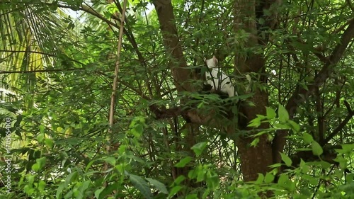 A curious white pet cat perched on a tree looking around for a way down showing the funny antics and behavior 