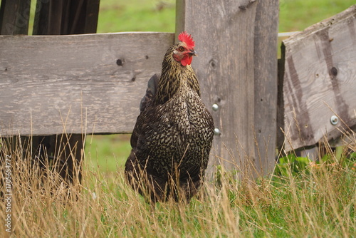 Wallpaper Mural Kogut na farmie Torontodigital.ca