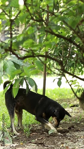 A black playful pup curiously digging in the ground, surrounded by green foliage showing the antics and funny behavior of a pet dog