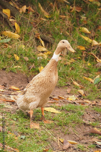 Kaczka z długą szyją na tle trawy z liśćmi