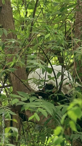 A white curious cat nestled in a tree, hidden by green foliage, creating a natural camouflage