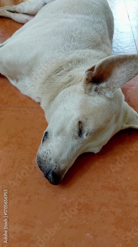 A white dog is peacefully sleeping on an indoor tile floor, twitching and suckling while dreaming, exuding calm and restfulness