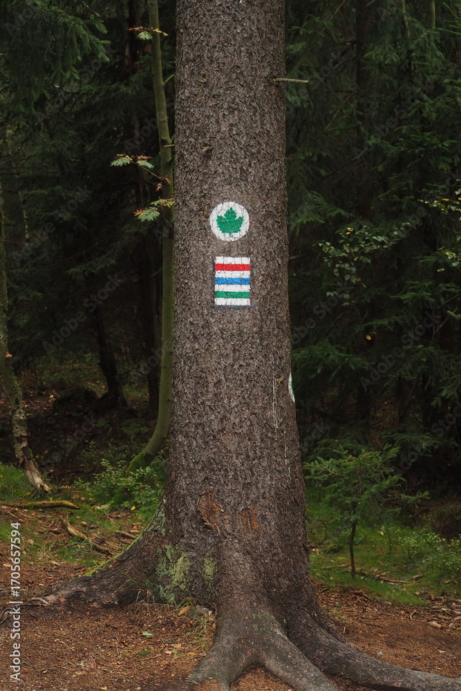 custom made wallpaper toronto digitalOznaczenie szlaku turystycznego na drzewie w lesie