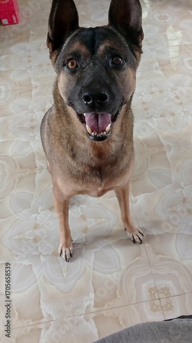 Happy dog wagging and jumping up in a candid handheld POV home video showing the joy of daily life with a pet at home