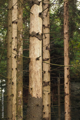 Sosny bez kory w lesie