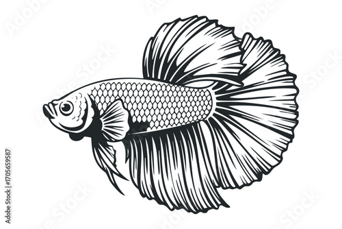 Siamese fighting fish with flowing fins, detailed outline,. Vector hand drawn illustration