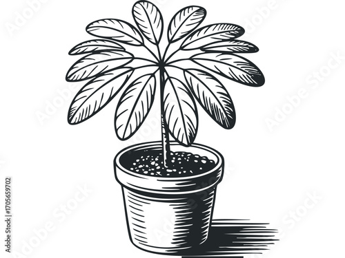 Line drawing of a potted plant with broad leaves on a transparent background. Vector hand drawn illustration