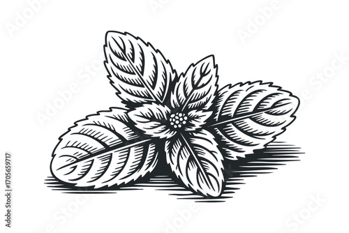 Stylized Vintage Mint Leaves with Stippling and Hatching. Vector hand drawn illustration