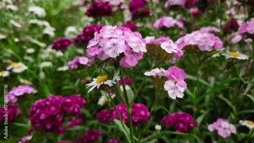 beautiful sweet-william flowers in the summer garden