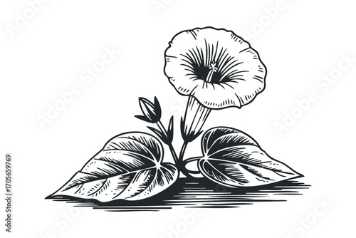 Line drawing of morning glory flower with leaves and bud. Vector hand drawn illustration