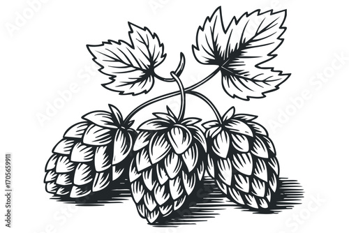 Three hop cones with leaves,, transparent background. Vector hand drawn illustration