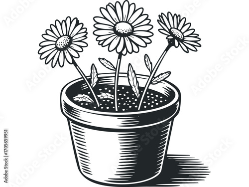 Three daisies growing in a pot on transparent background. Vector hand drawn illustration